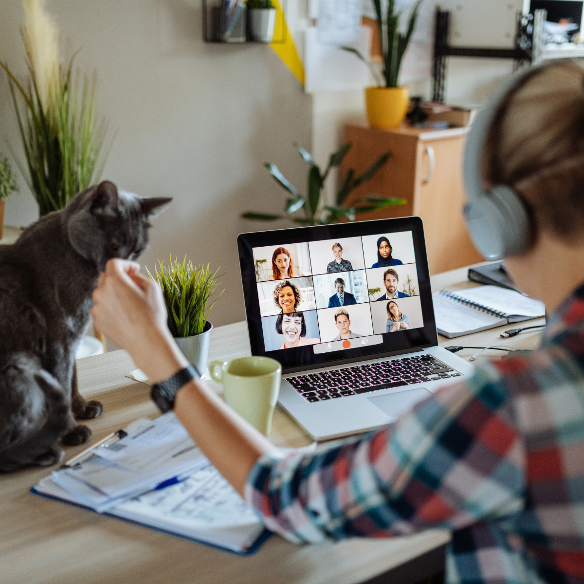 someone working from home in a virtual meeting with a cat next to her